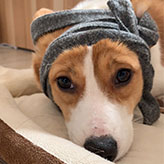 抓初次养犬要注意什么？