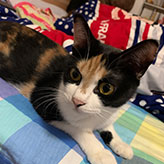 猫咪饲养应该注意什么？