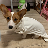 爱犬生理知识你知道多少？